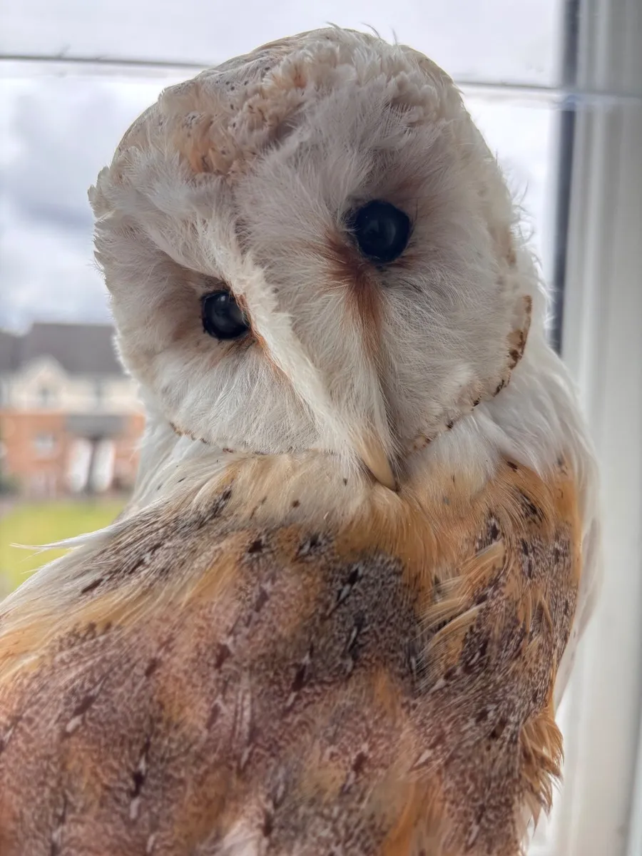 Taxidermy Barn Owl “Luna” - Image 3