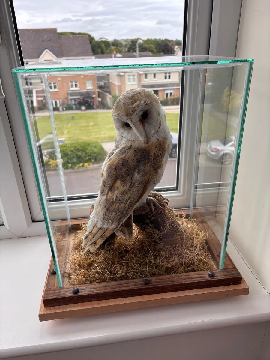 Taxidermy Barn Owl “Luna” - Image 4