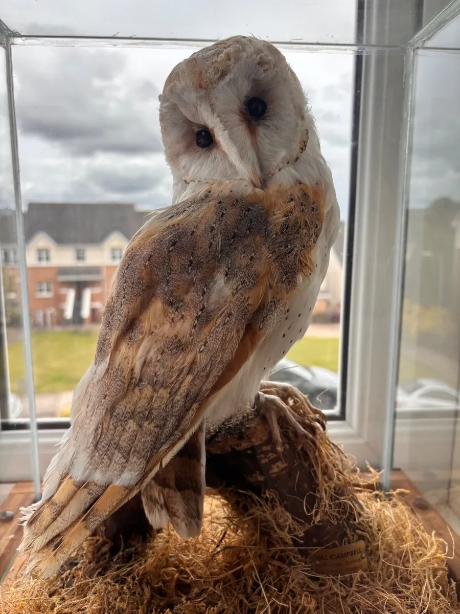 Taxidermy Barn Owl “Luna” - Image 2