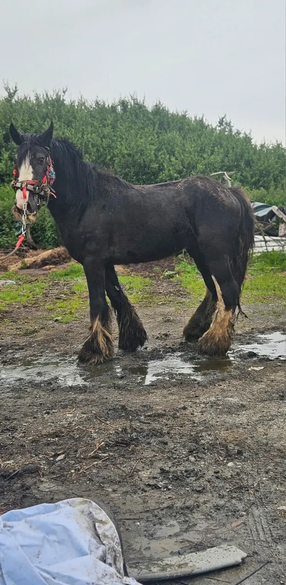 Horse - Image 1