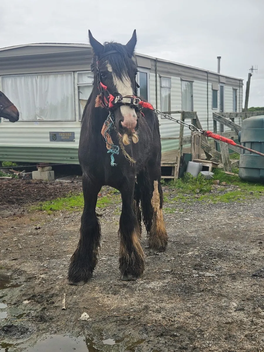 Horse - Image 2