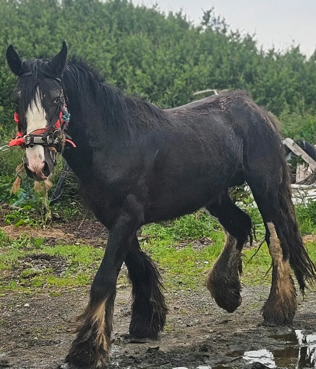 Horse - Image 3