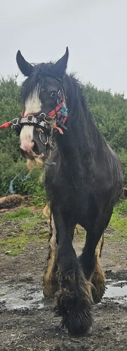 Horse - Image 4
