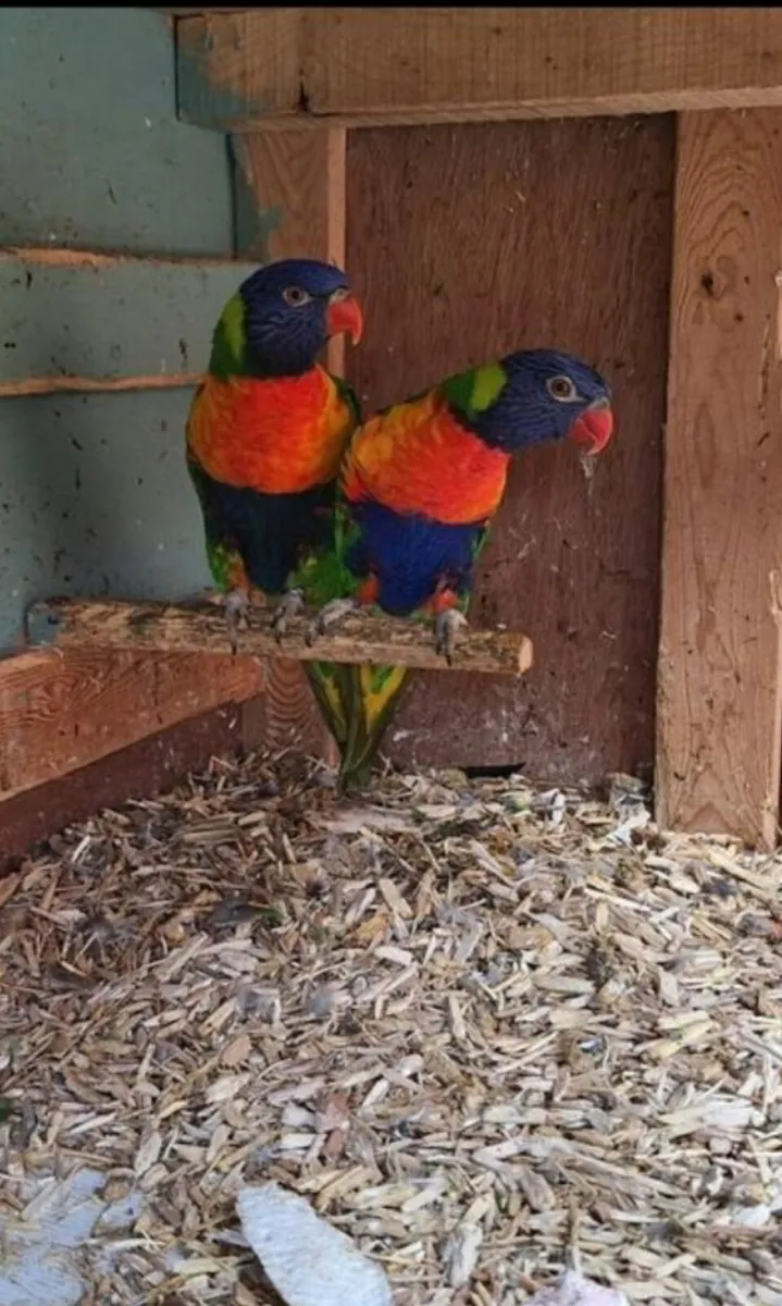 Conures, lorikeets - Image 1