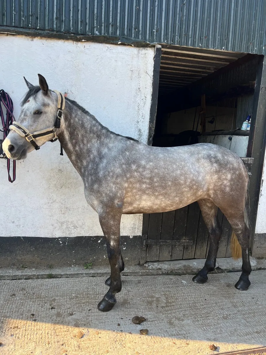 4YO connemeara mare - Image 2