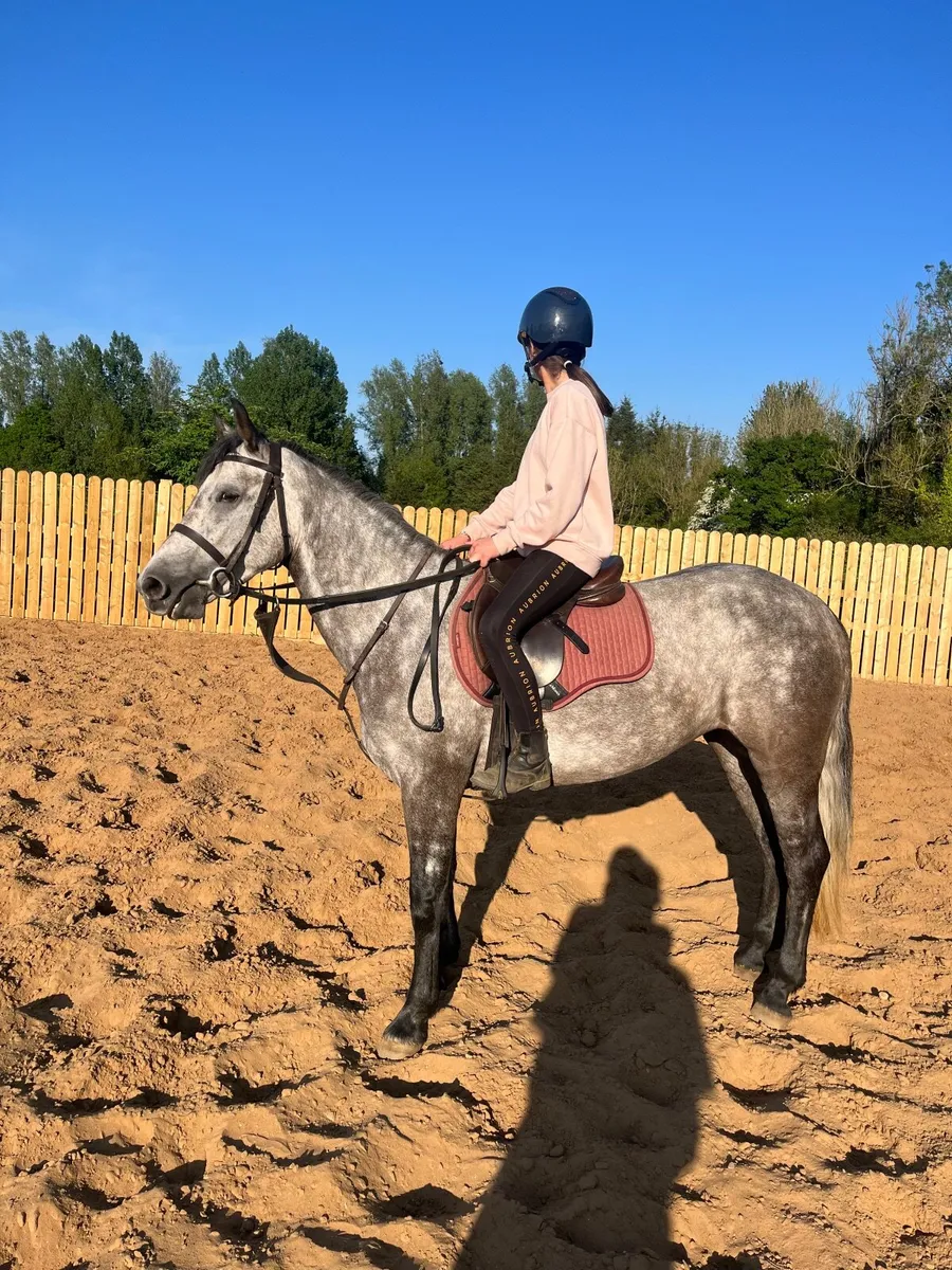4YO connemeara mare - Image 4