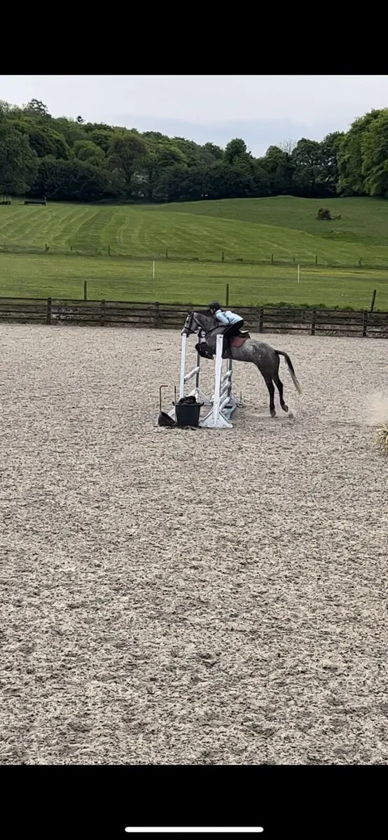 4YO connemeara mare - Image 3