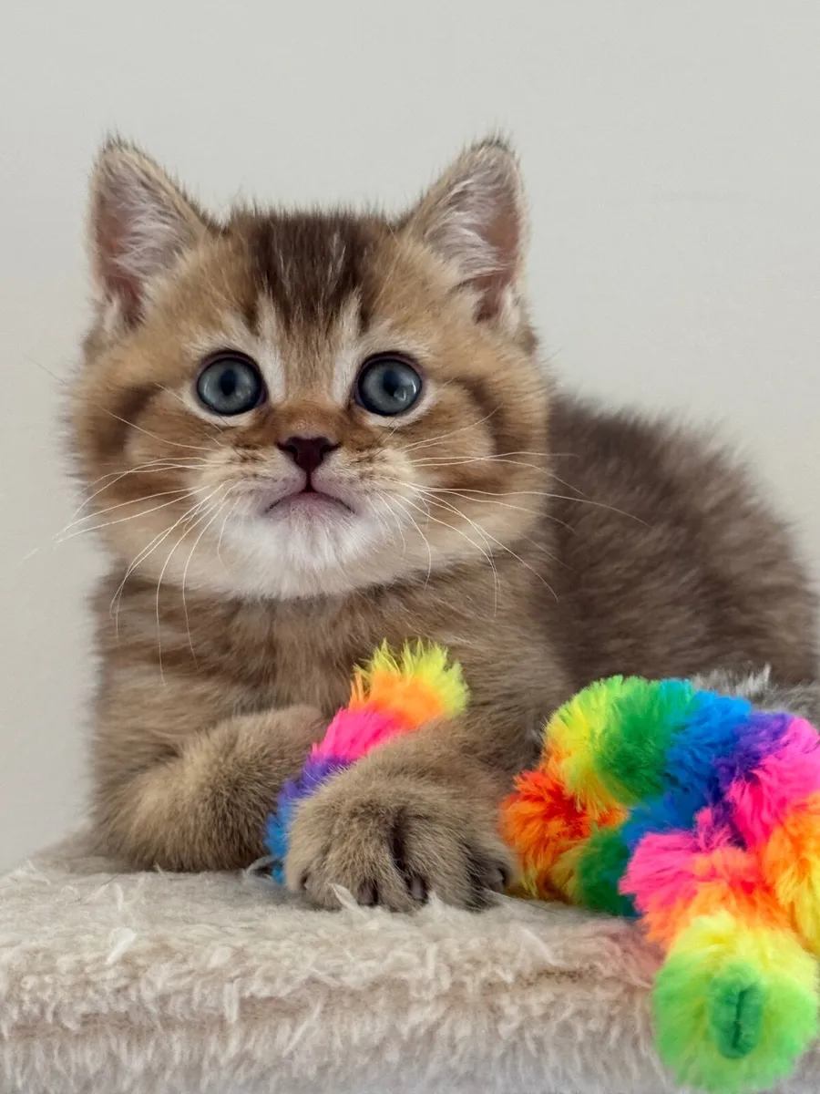 Cats - Image 1