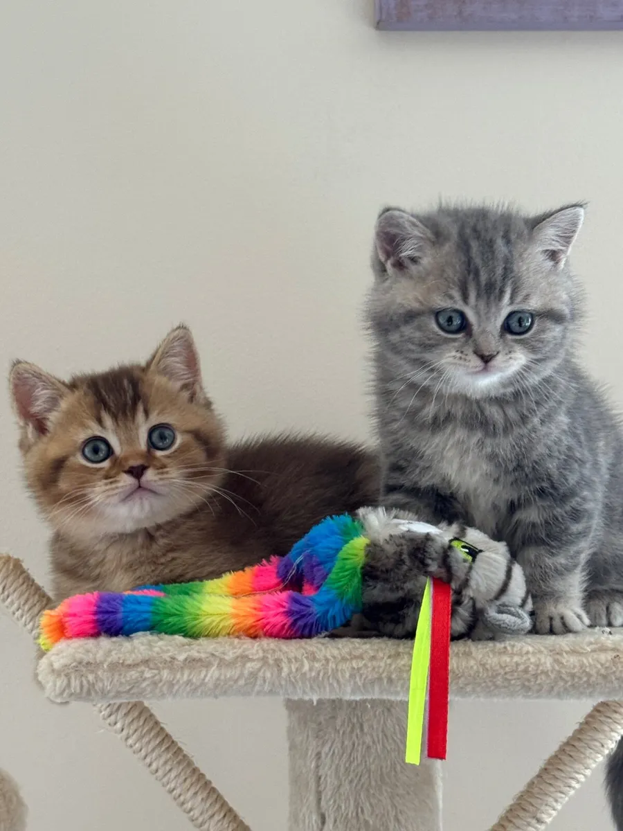Cats - Image 2