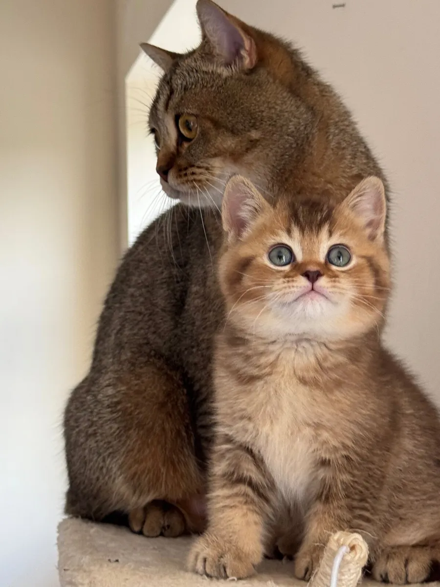 Cats - Image 3