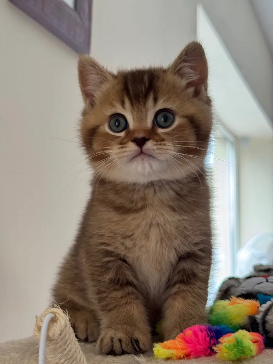 Cats - Image 4