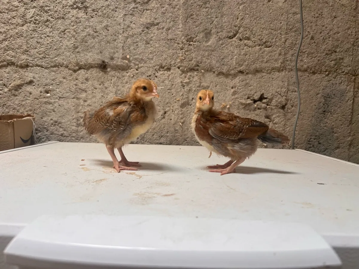 Leghorn Bantam - Image 1
