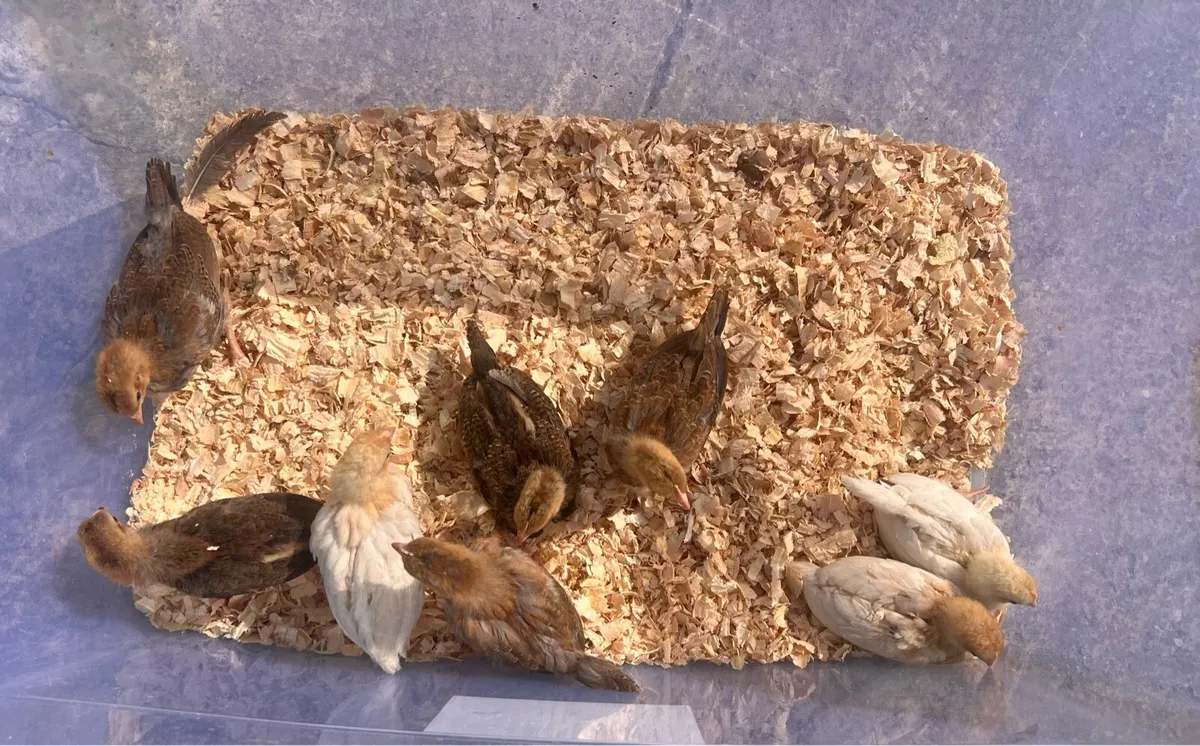 Leghorn Bantam - Image 2