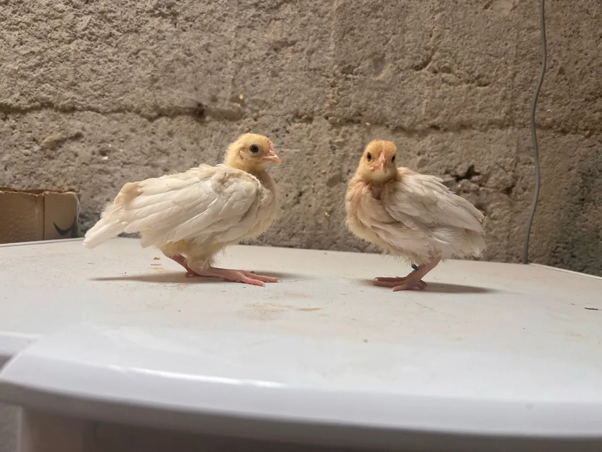 Leghorn Bantam - Image 3