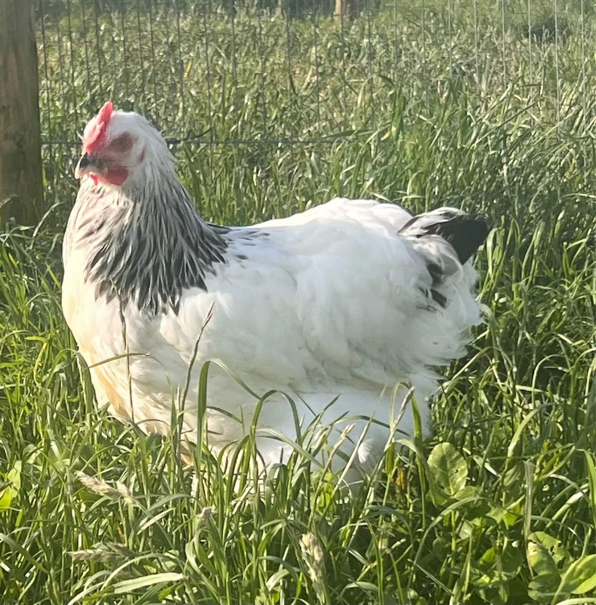 Leghorn Bantam - Image 4