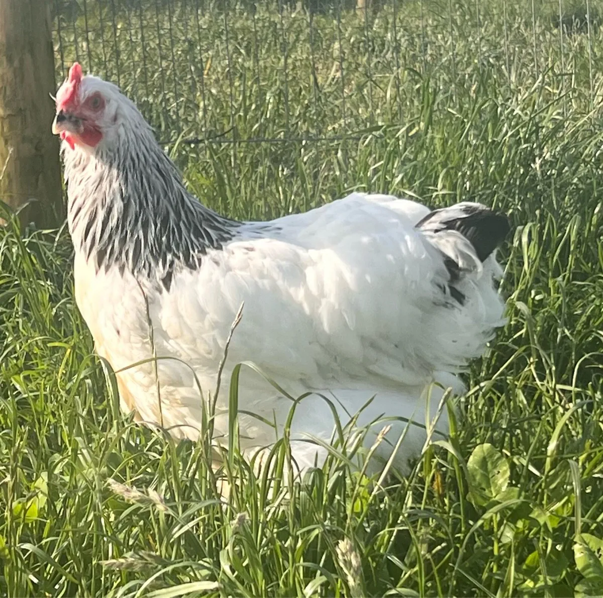 Sussex & Dutch Bantam - Image 2