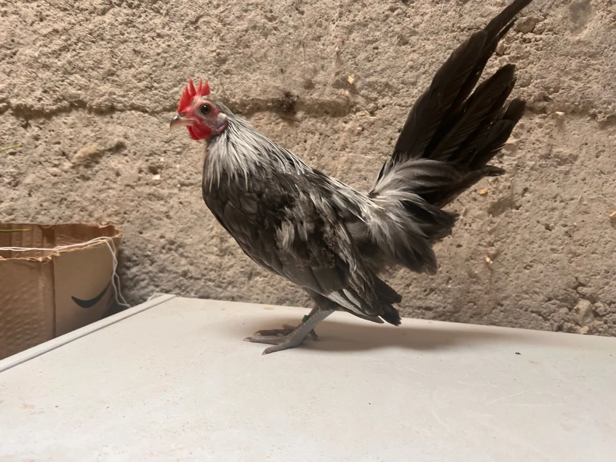 Sussex & Dutch Bantam - Image 3