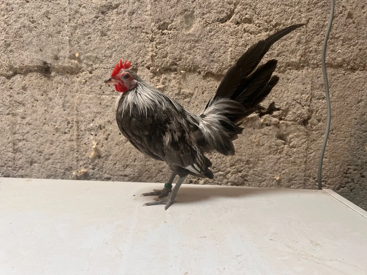 Sussex & Dutch Bantam - Image 4