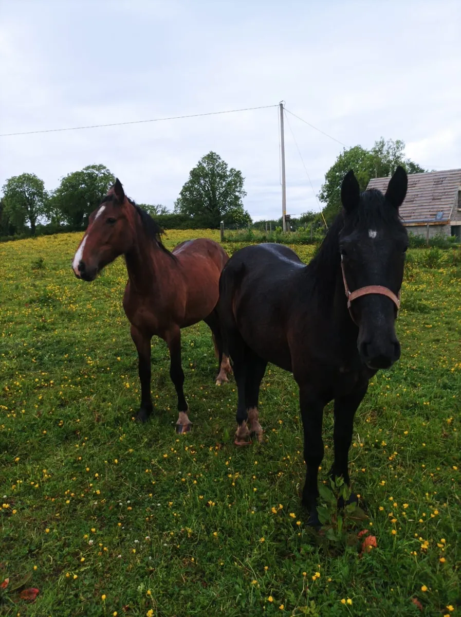 Horses