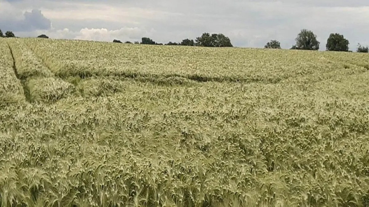 Low cost fertiliser nationwide - Image 3
