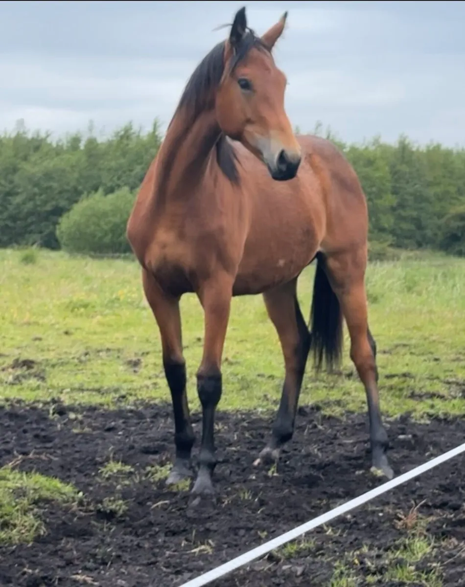 TIH gelding