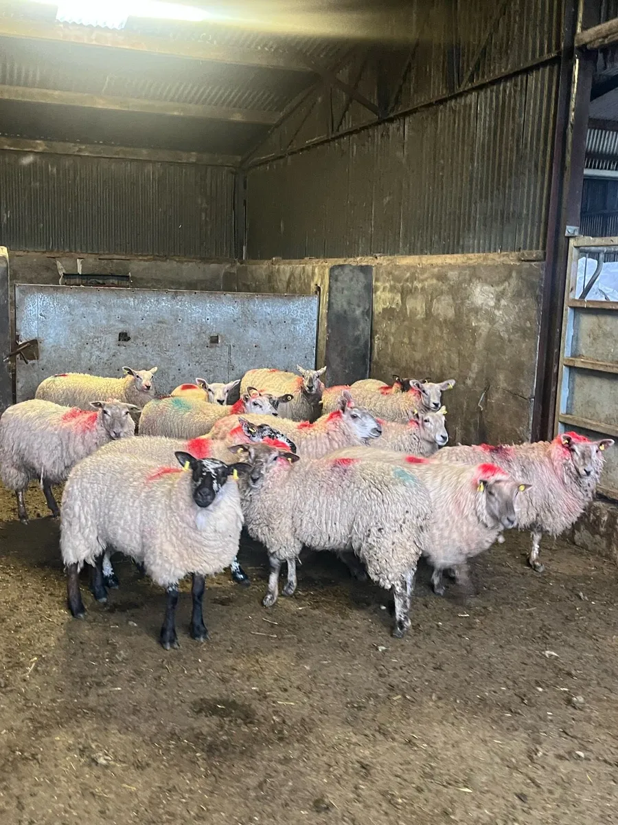 💥15 speckle faced ewe hoggets 💥 - Image 2
