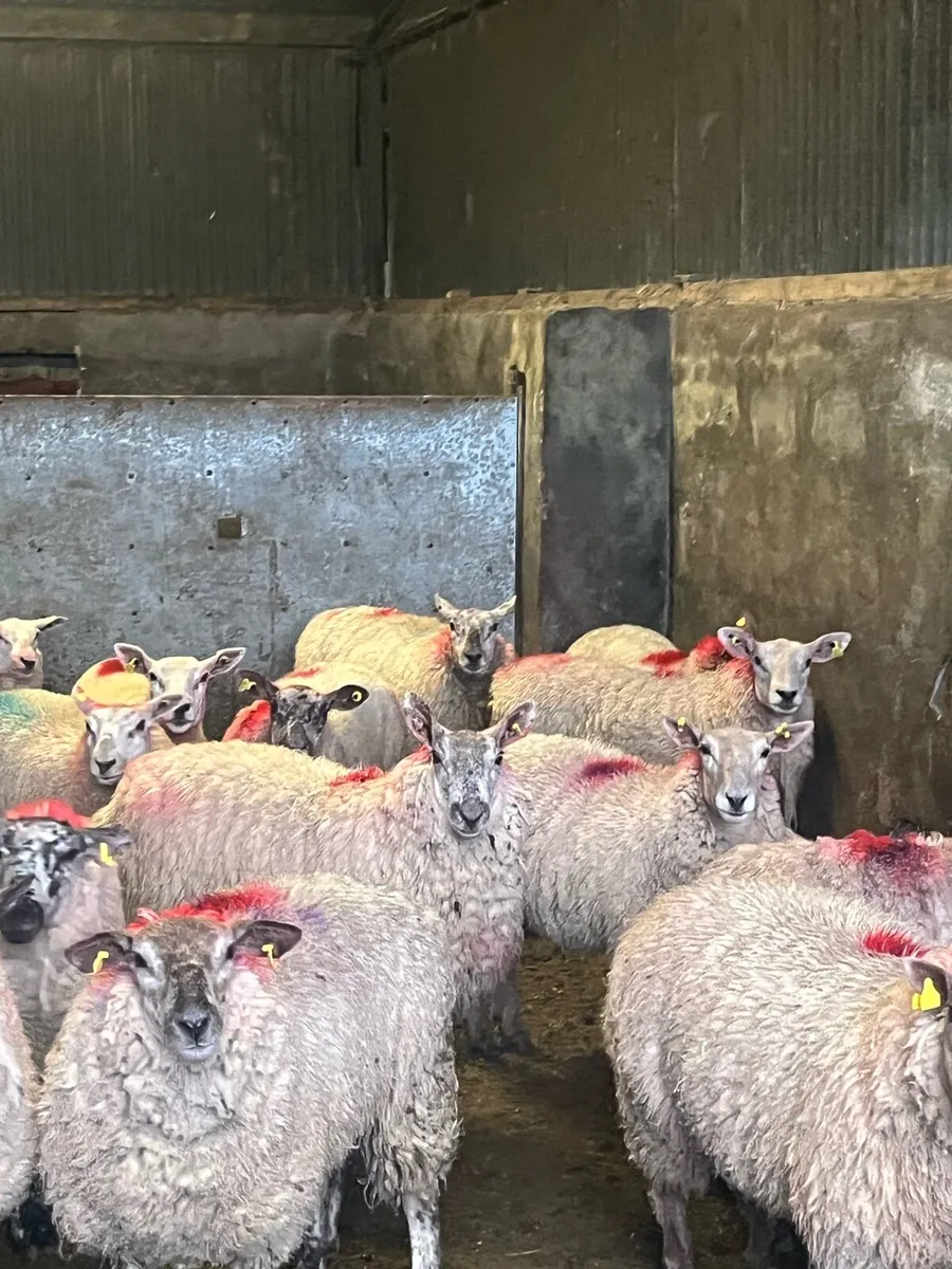 💥15 speckle faced ewe hoggets 💥 - Image 3