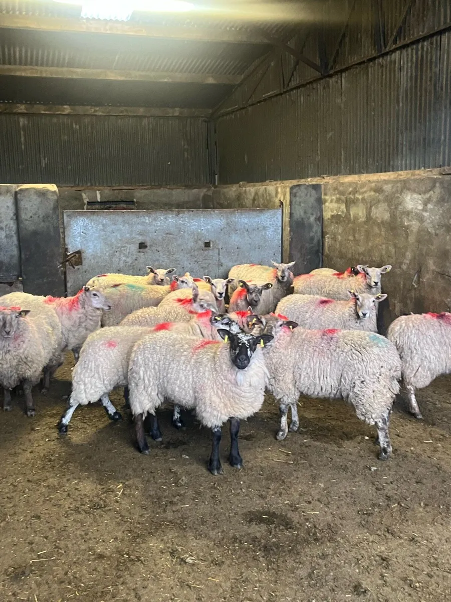 💥15 speckle faced ewe hoggets 💥 - Image 4