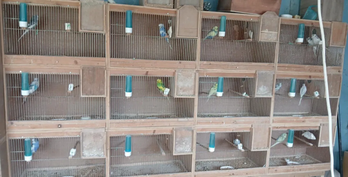 Bidgies breeding cages and pigeons - Image 1
