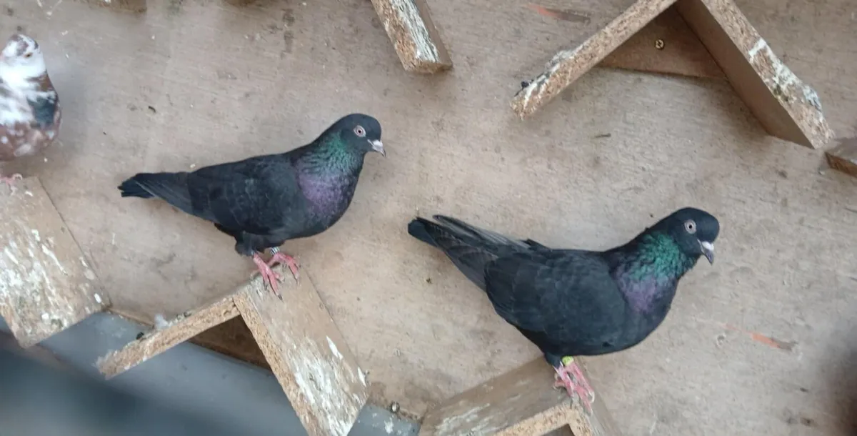 Bidgies breeding cages and pigeons - Image 2