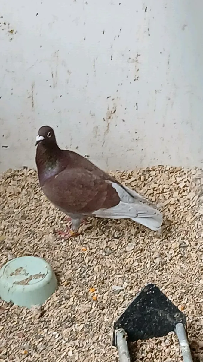 Bidgies breeding cages and pigeons - Image 3