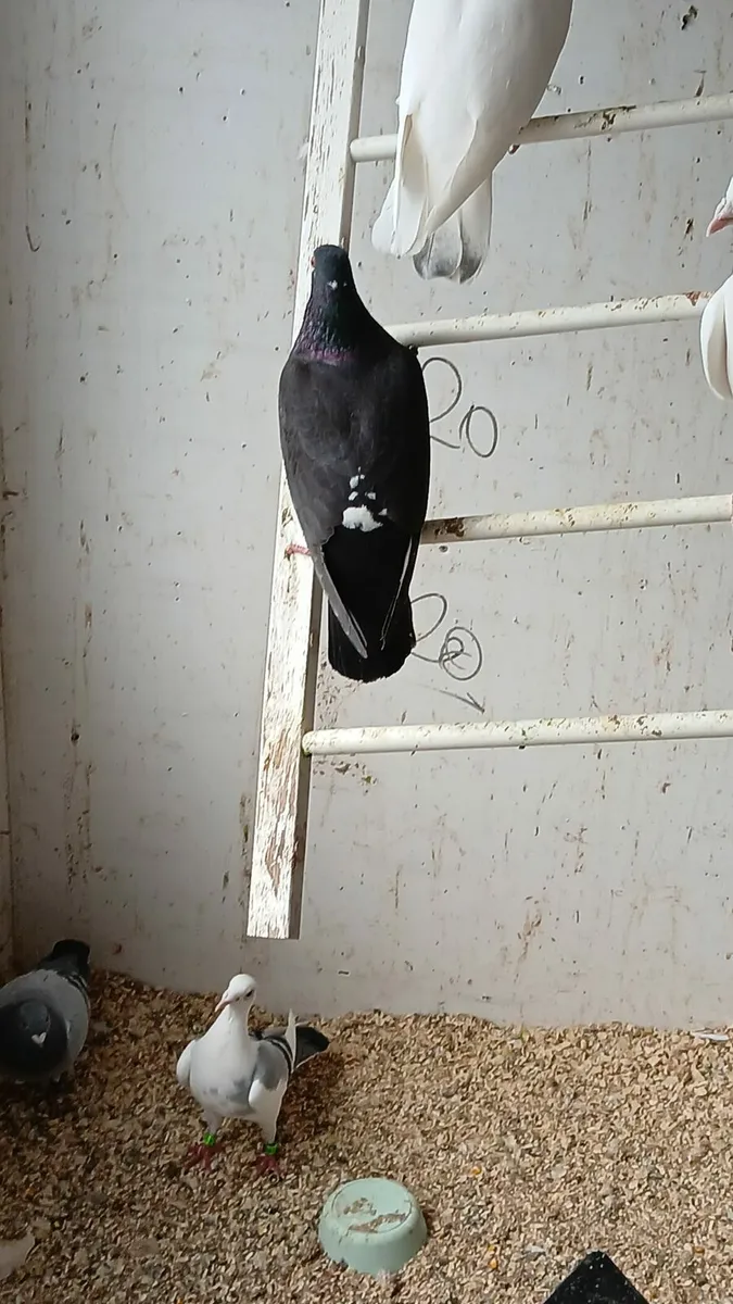 Bidgies breeding cages and pigeons - Image 4