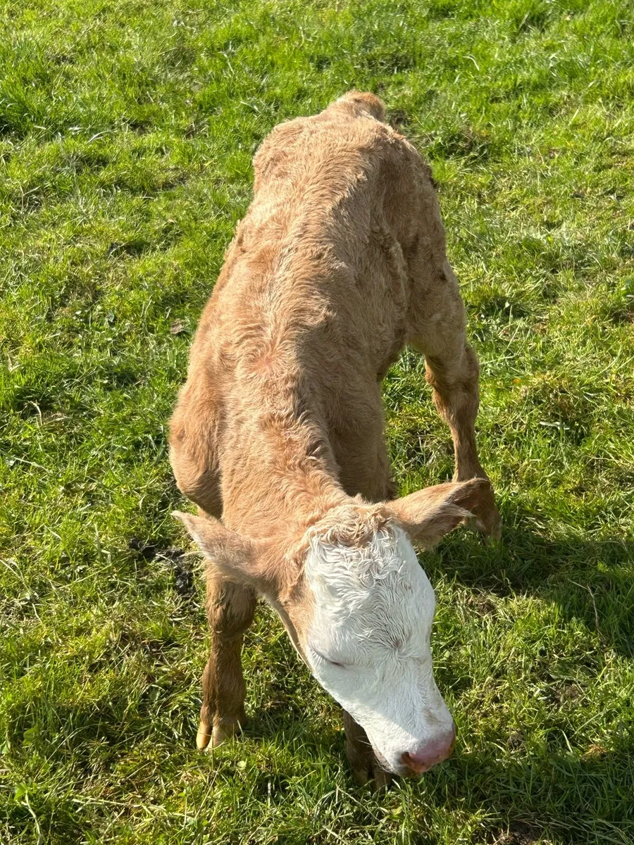 Suck calf - Image 1