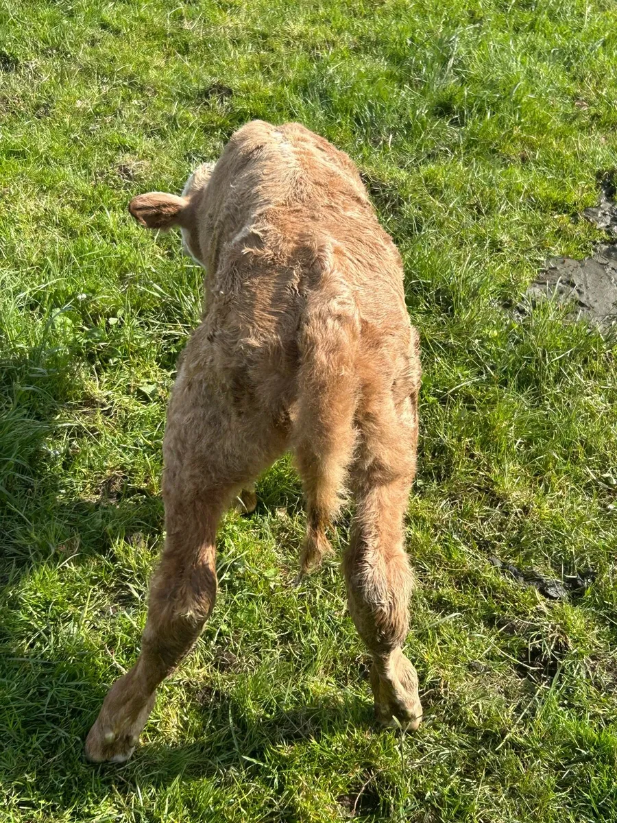 Suck calf - Image 2