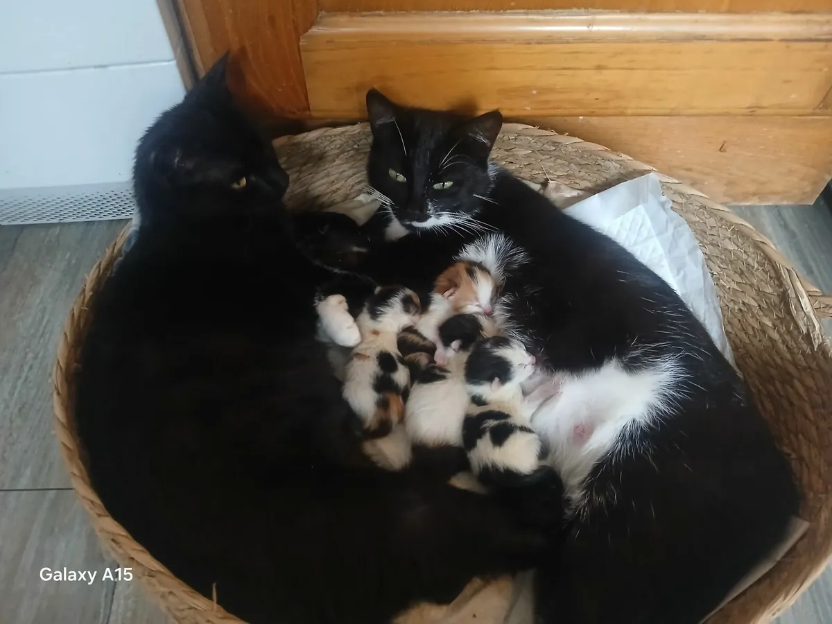Kittens - Image 1
