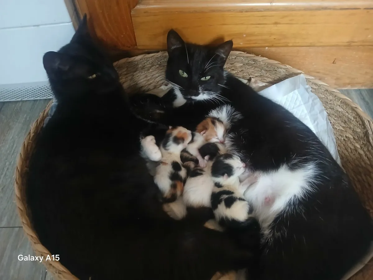 Kittens - Image 2