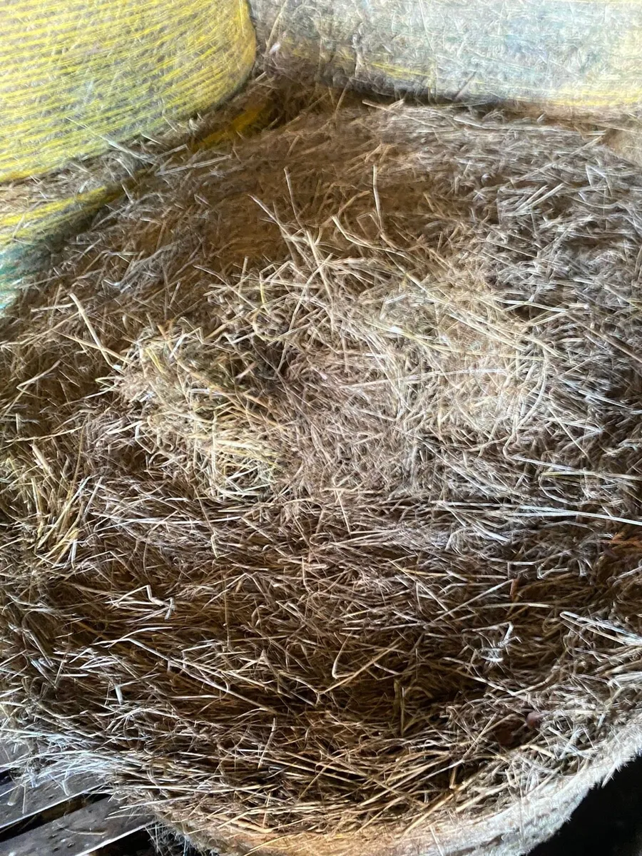2024 hay - Image 3