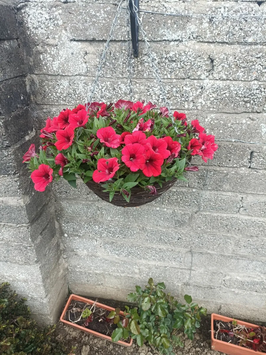 Hanging Baskets - Image 2