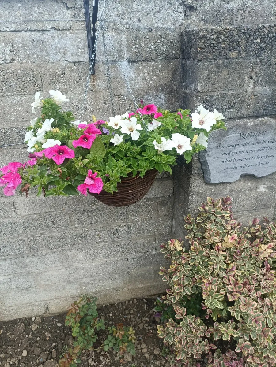 Hanging Baskets - Image 3