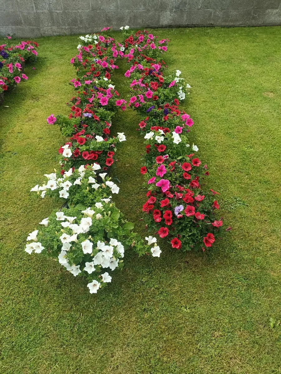 Hanging Baskets - Image 4