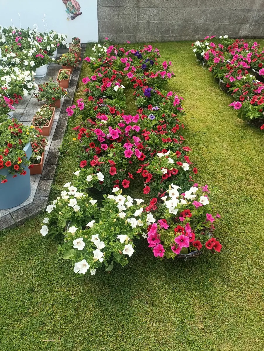 Hanging Baskets - Image 1
