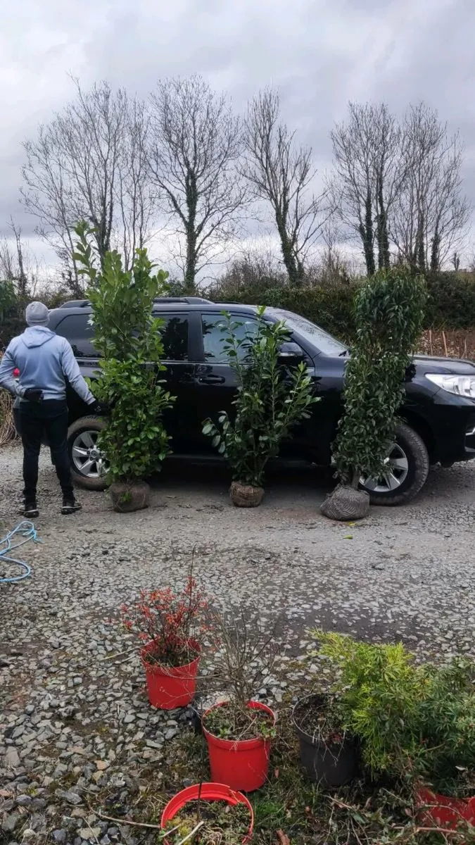 Mature Hedging/ Screening  in Varieties - Image 3
