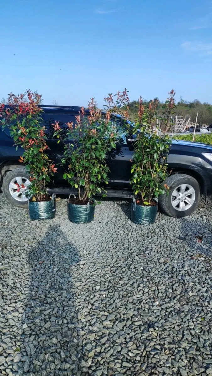 Mature Hedging/ Screening  in Varieties - Image 4