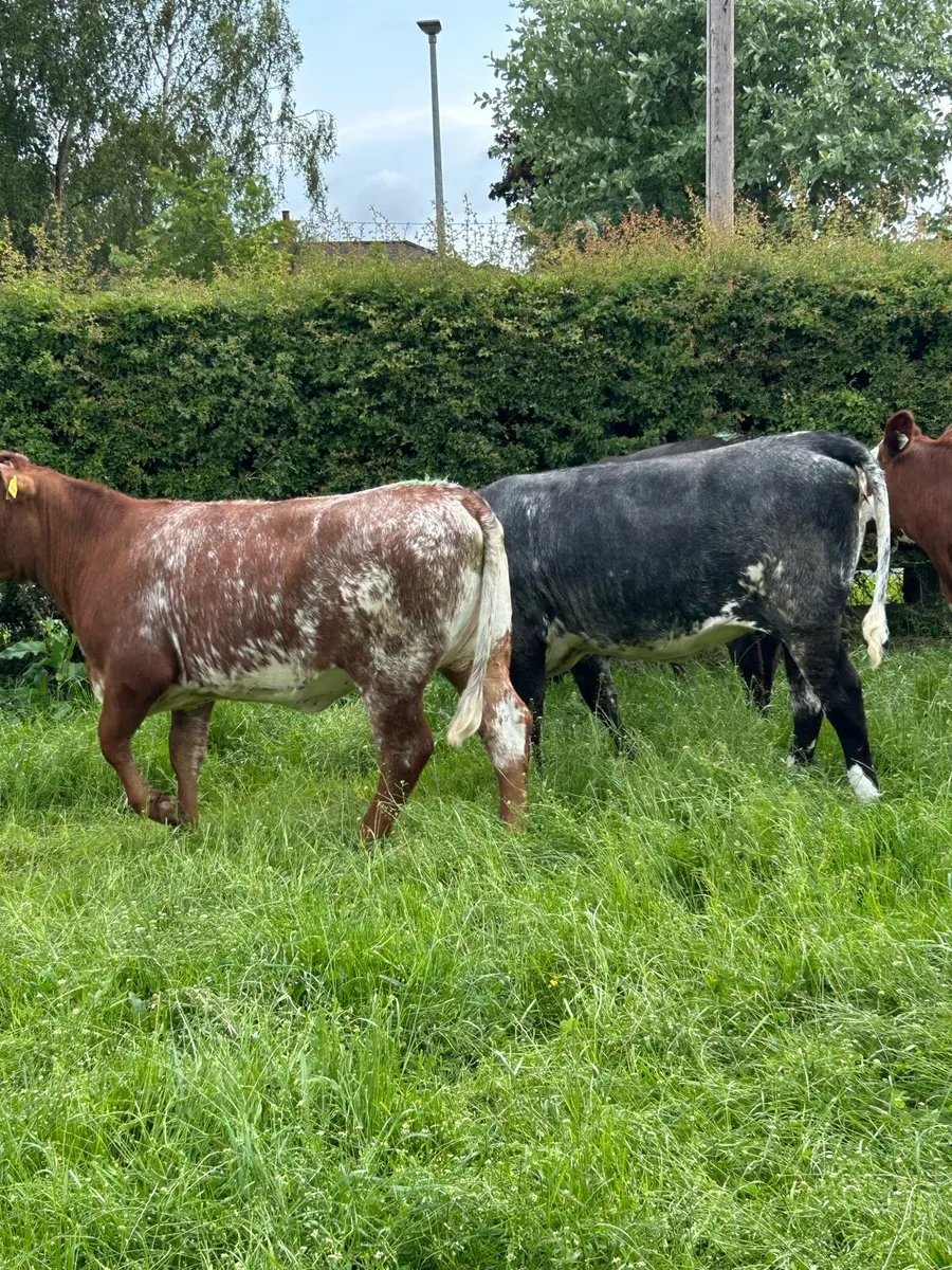 5 star Roan Shorthorn - Image 1