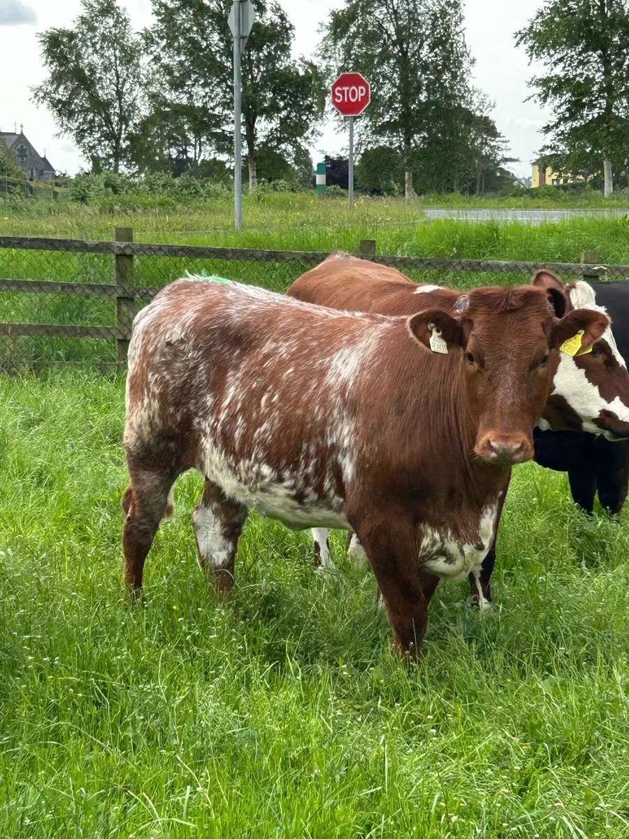 5 star Roan Shorthorn - Image 2