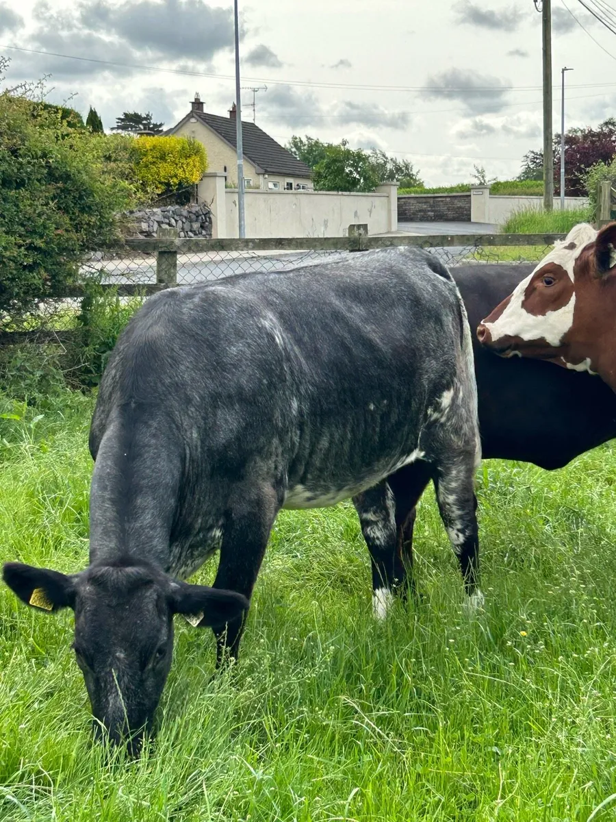 5 star Roan Shorthorn - Image 3