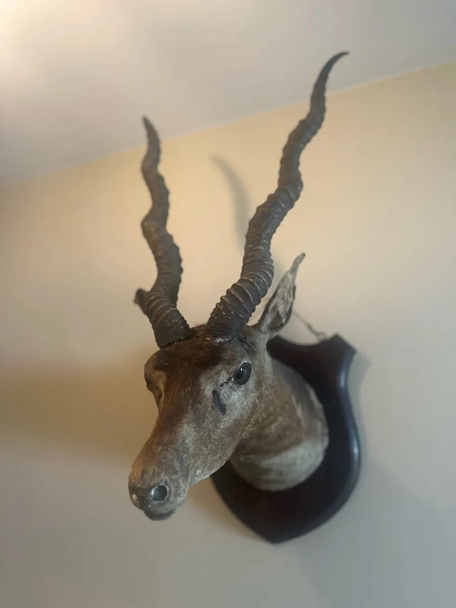 Taxidermy Indian Antelope Royal Irish Rifles - Image 1