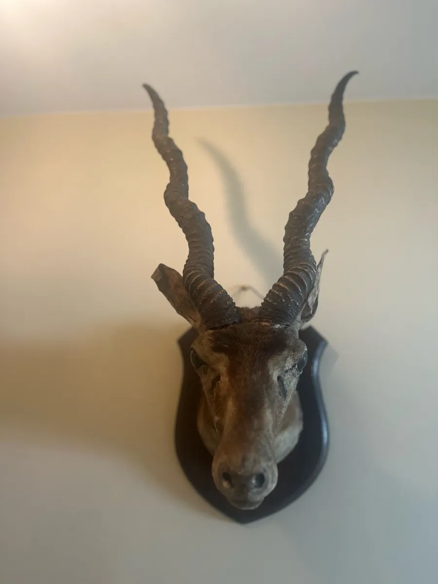 Taxidermy Indian Antelope Royal Irish Rifles - Image 2