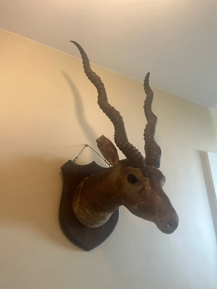 Taxidermy Indian Antelope Royal Irish Rifles - Image 3