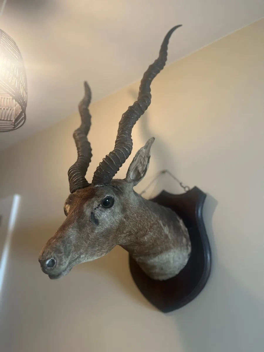 Taxidermy Indian Antelope Royal Irish Rifles - Image 4